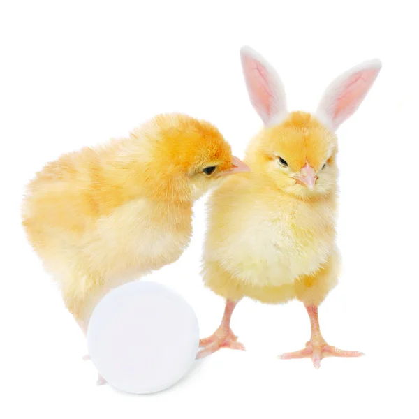 Chicken with egg and bizarre bunny — Stock Photo, Image