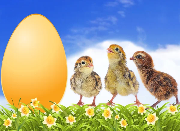 Chickens and big egg with yellow jonquils — Stock Photo, Image
