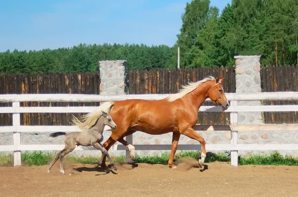 Кольт и лошадь — стоковое фото