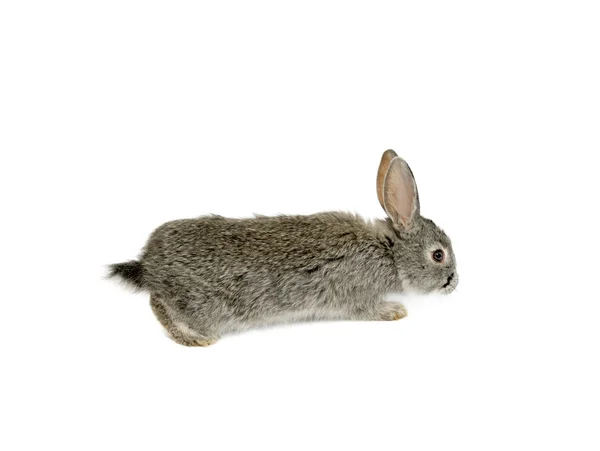 Lindo conejo gris — Foto de Stock