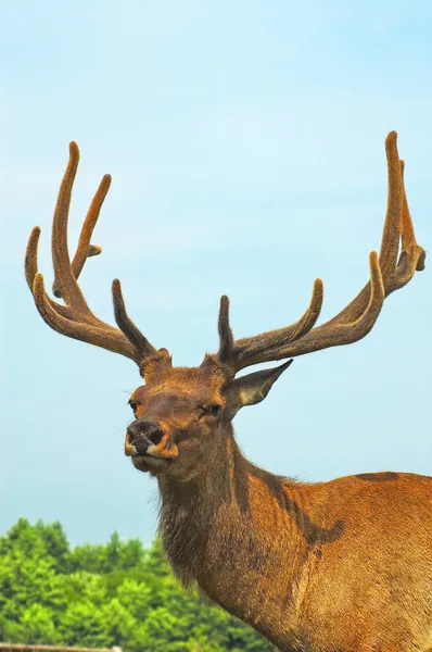 Cervo buck in legno — Foto Stock