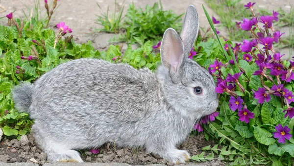 Пушистый серый кролик и голубые первоцветы — стоковое фото