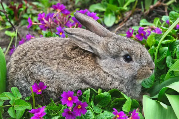 Flauschige graue Kaninchen und Primeln — Stockfoto