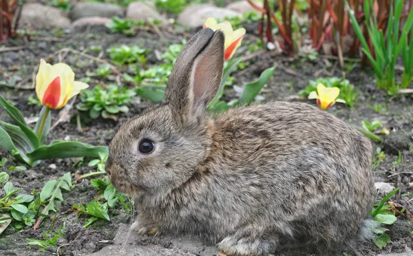 Пушистый серый кролик — стоковое фото