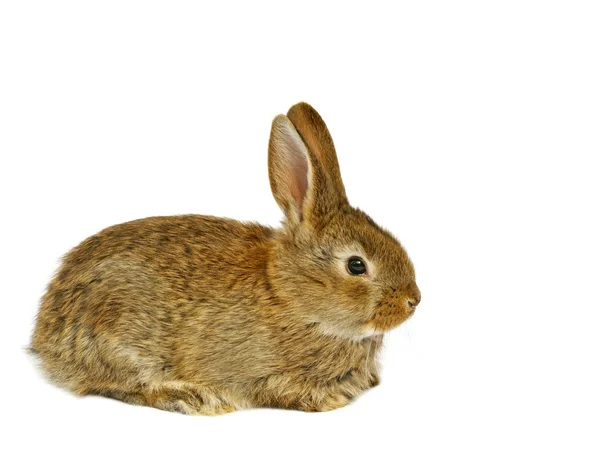Nadýchané šedý králík — Stock fotografie