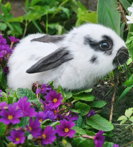 Tüylü tavşan ve mavi campanula'lar — Stok fotoğraf