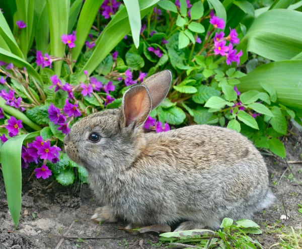 Fluffy rabbit and primroses — Stock Photo, Image