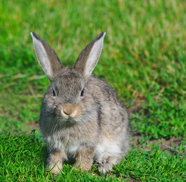 Пушистый кролик на зеленой траве — стоковое фото