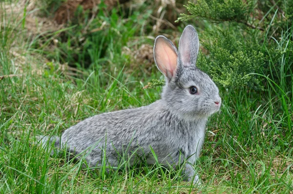 Flauschiges Kaninchen auf dem grünen Gras — Stockfoto