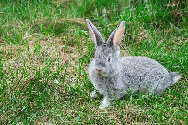 Fluffy rabbit on the green grass — Stock Photo, Image