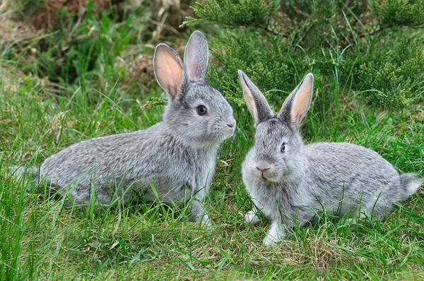 Пушистые кролики на зеленой траве — стоковое фото