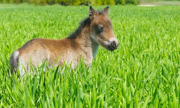 ポニーの子馬は緑の草に立っています。 — ストック写真