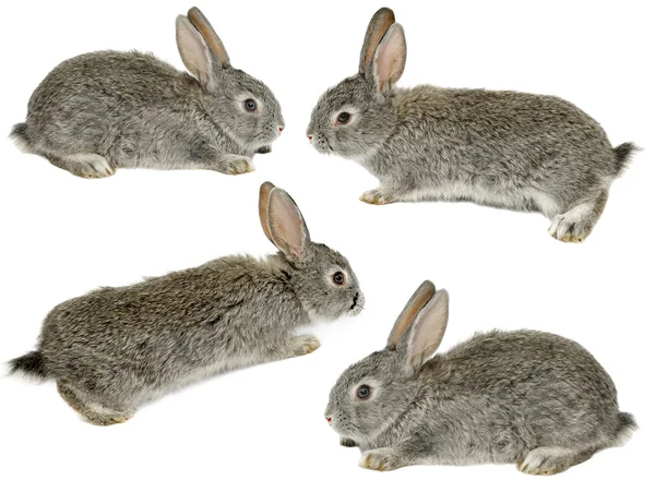 Vier schattig grijs konijnen — Stockfoto