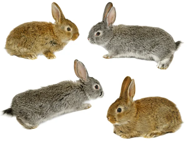 Fyra söta grå kaniner — Stockfoto