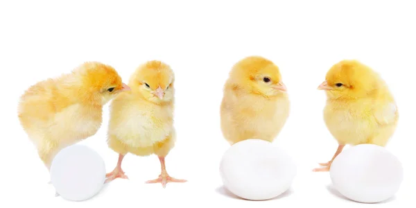 Four pretty chickens and eggs — Stock Photo, Image