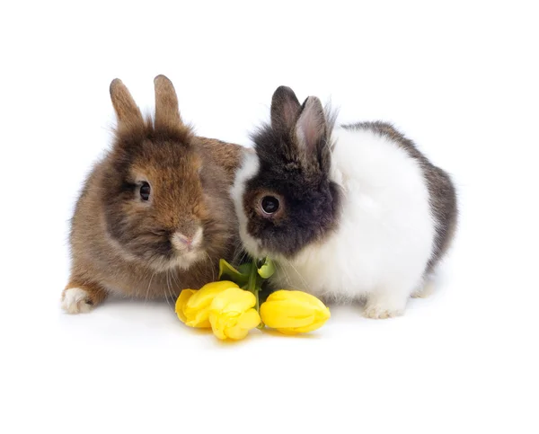 Divertido par de conejos con tulipanes —  Fotos de Stock