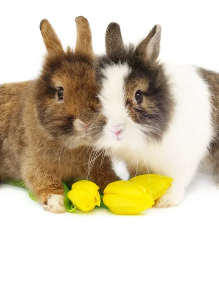 Roliga par kaniner med tulpaner — Stockfoto