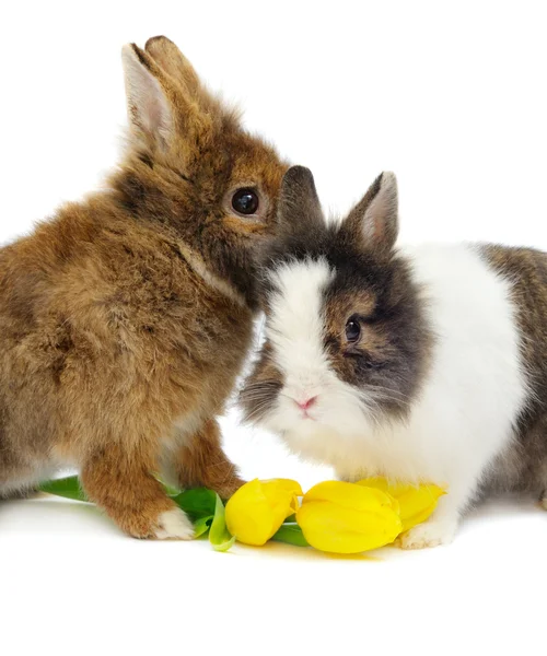Par engraçado de coelhos com tulipas — Fotografia de Stock
