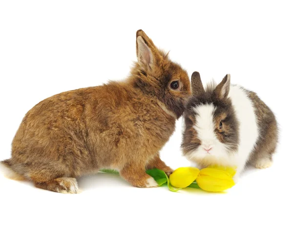 Buffo paio di conigli con tulipani — Foto Stock