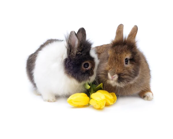 Roliga par kaniner med tulpaner — Stockfoto