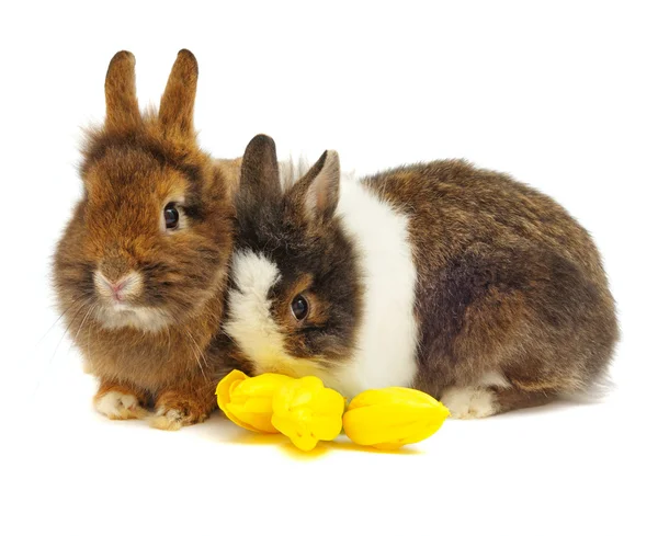 Grappige paar van konijnen met tulpen — Stockfoto