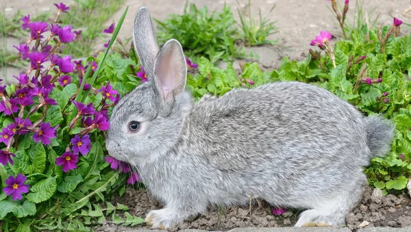 Серый кролик и голубые первоцветы — стоковое фото