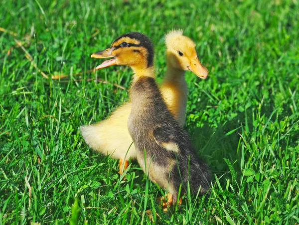 Little ducks on green grass — Stock Photo, Image