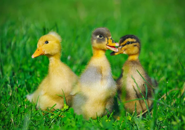Pequeños patos — Foto de Stock