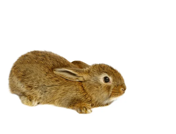 Küçük gri tavşan — Stockfoto