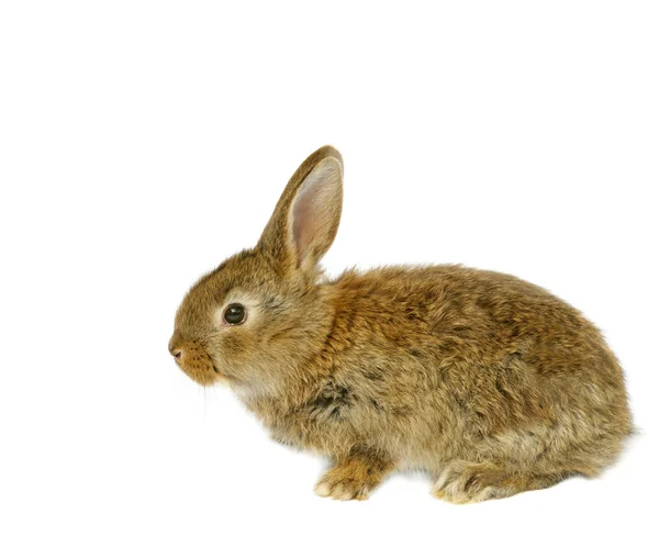 灰色的小兔子 — 图库照片