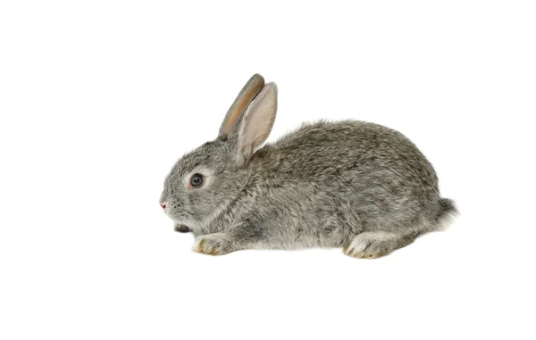 Weinig grijze konijn — Stockfoto