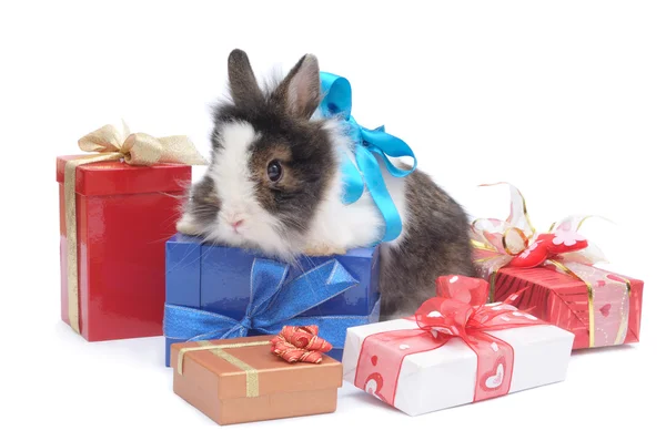 与礼品盒之间的小兔子 — 图库照片