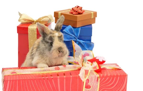 Little rabbit between the boxes with gifts — Stock Photo, Image
