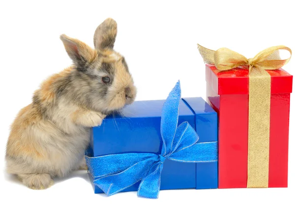 Little rabbit near the boxes with gifts — Stock Photo, Image