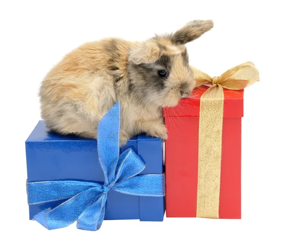 Kleine konijn op de vakken met geschenken — Stockfoto