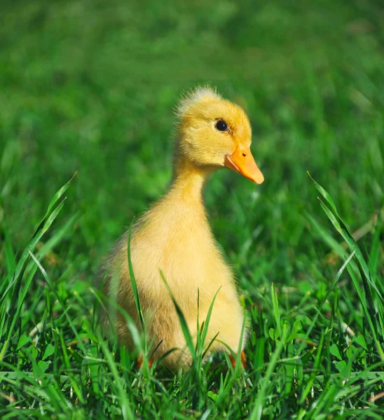 Un pequeño pato sobre hierba verde — Foto de Stock