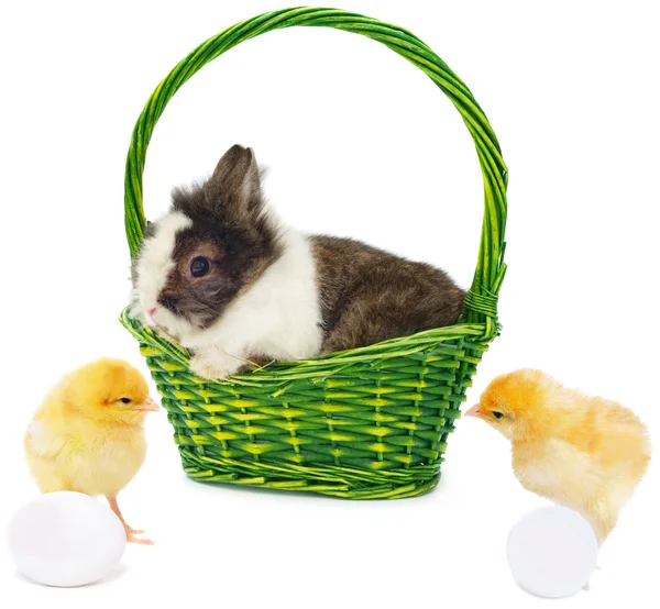 Один кролик в зеленой корзине и красивые цыплята — стоковое фото