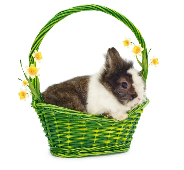 Один кролик в зеленой корзине — стоковое фото