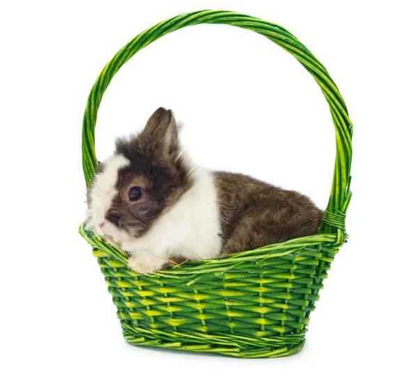 一只兔子在绿色的篮子里 — 图库照片