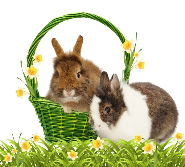 Par de coelhos em cesta com jonquils amarelos — Fotografia de Stock