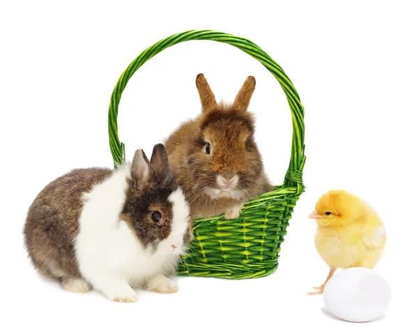Paar van konijnen en kip met ei — Stockfoto