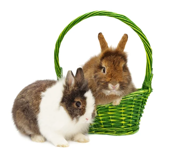 Par de coelhos e cesta verde — Fotografia de Stock