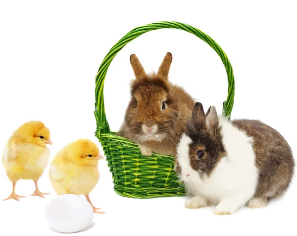 Paar van konijnen en twee kippen met ei — Stockfoto