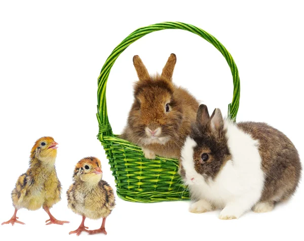 Paar van konijnen en twee kwartel is prille — Stockfoto