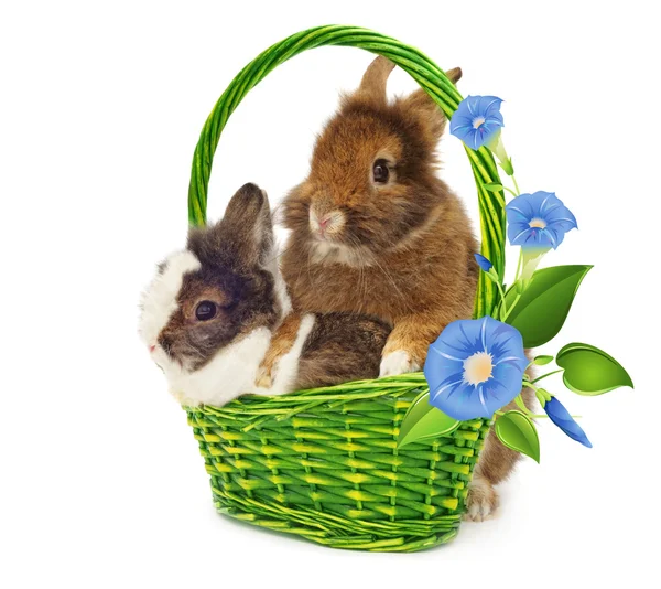 Par de conejos en cesta con flores azules —  Fotos de Stock