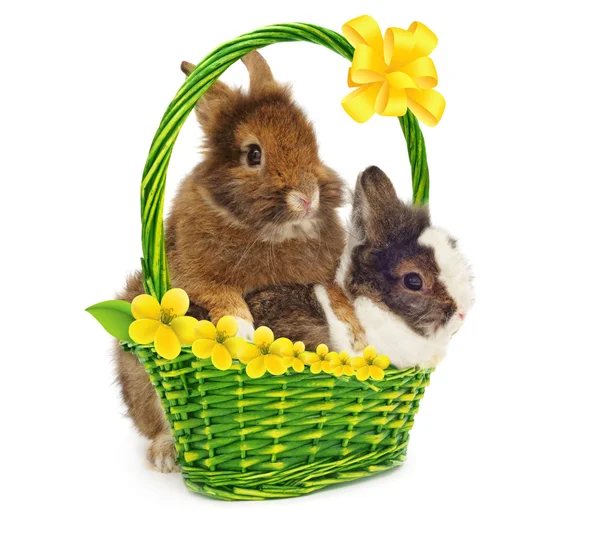 Pair of rabbits in basket with yellow flowers — Stock Photo, Image