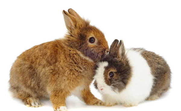 Par av kaniner — Stockfoto