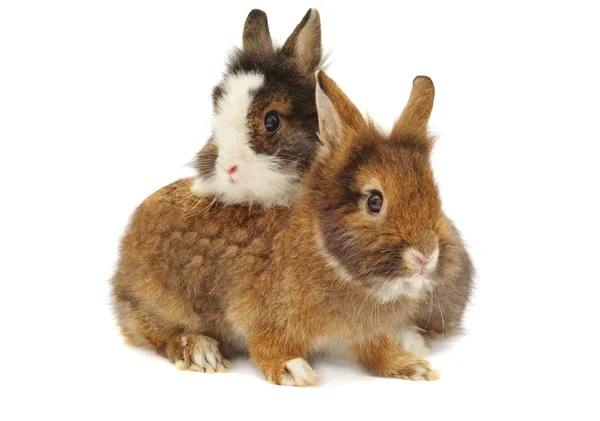 Par de coelhos — Fotografia de Stock