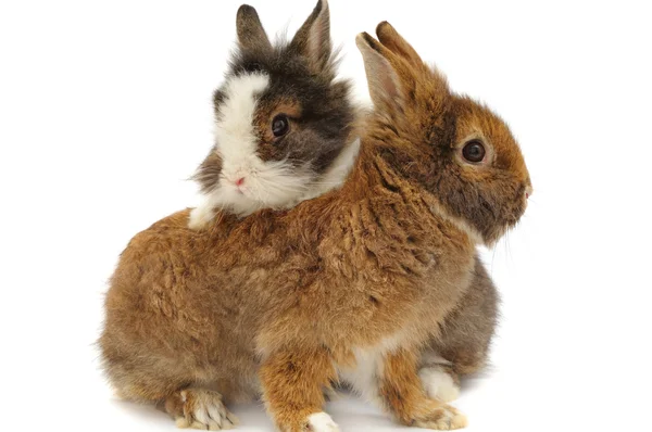 Kaninchenpaar — Stockfoto