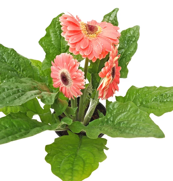 Three pink gerberas with green leafs — Stock Photo, Image